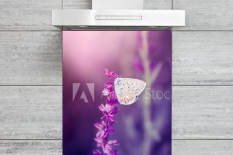 Kitchen Splashback Butterfly